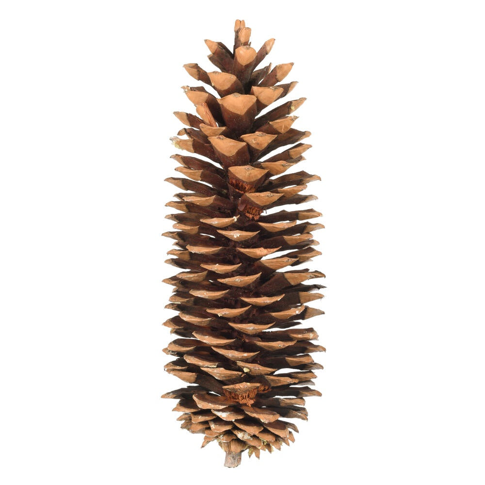 9.5"–14" Sugar Pinecones