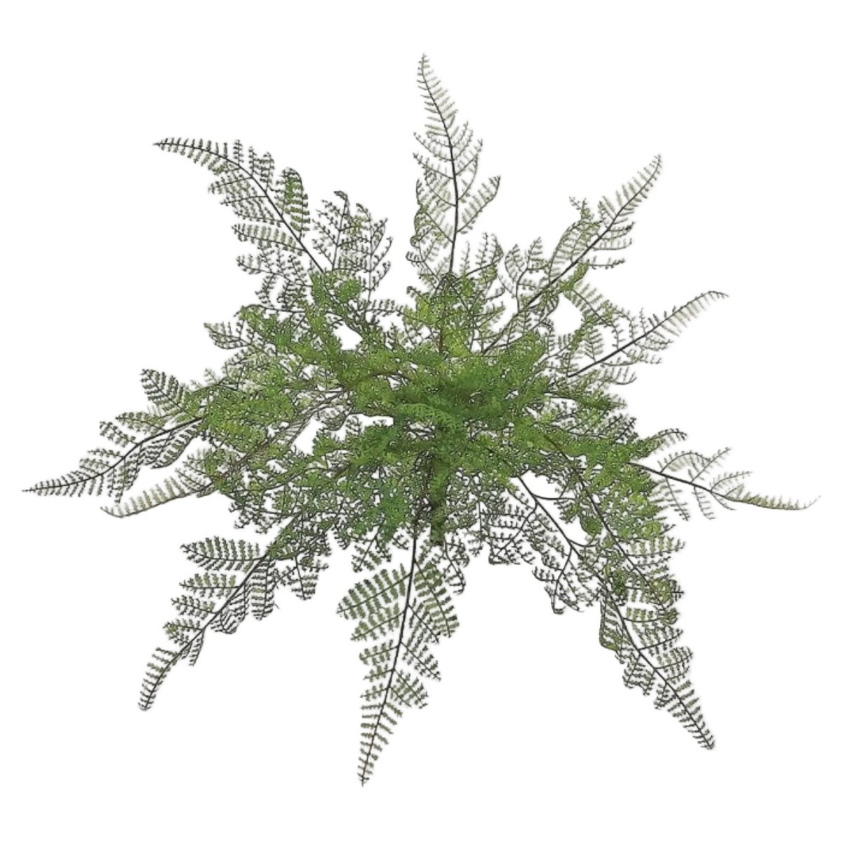Lace Fern Bush | 18"