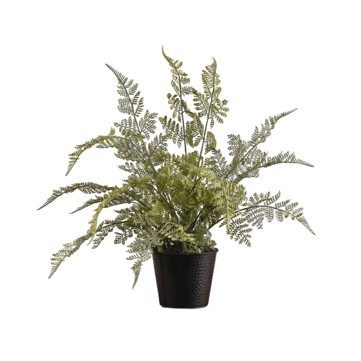 Potted Lace Fern | 19"