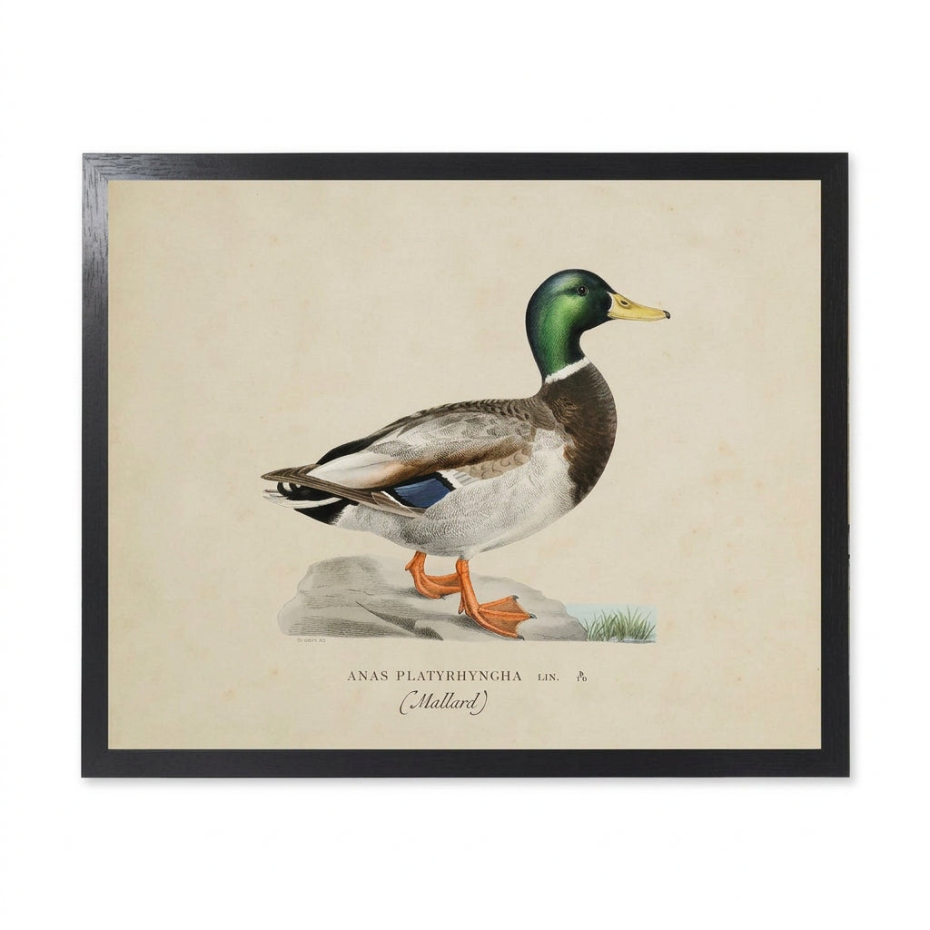 10" x 8" Framed Vintage Male Mallard Bookplate Print
