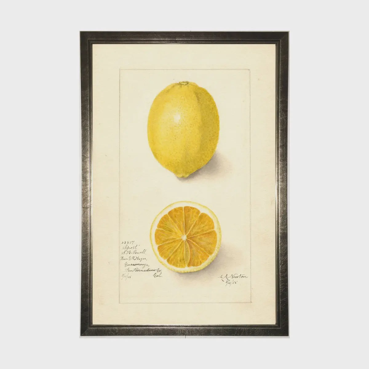 12 x 18 Lemon Art