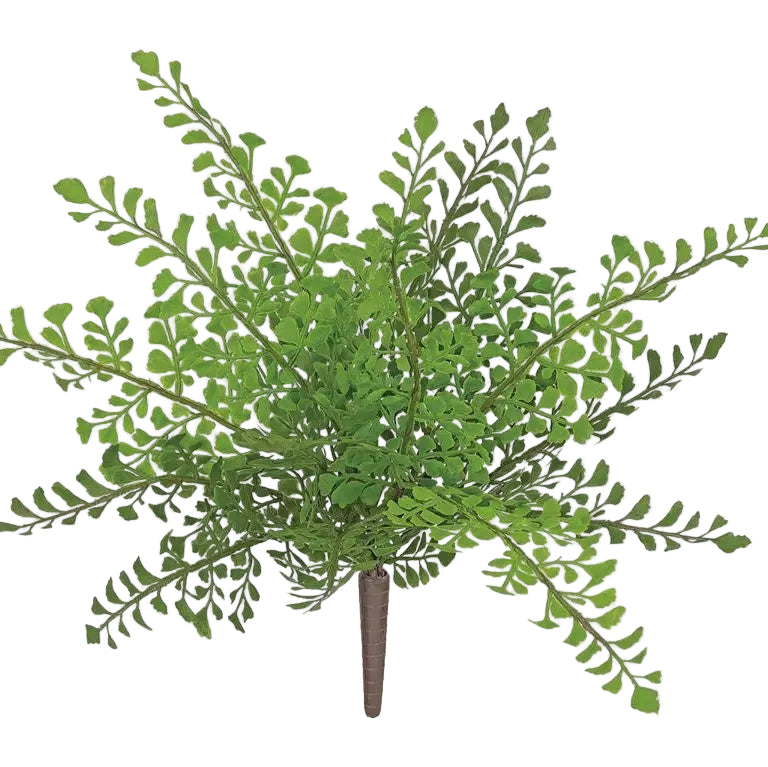Maidenhair Fern Bush