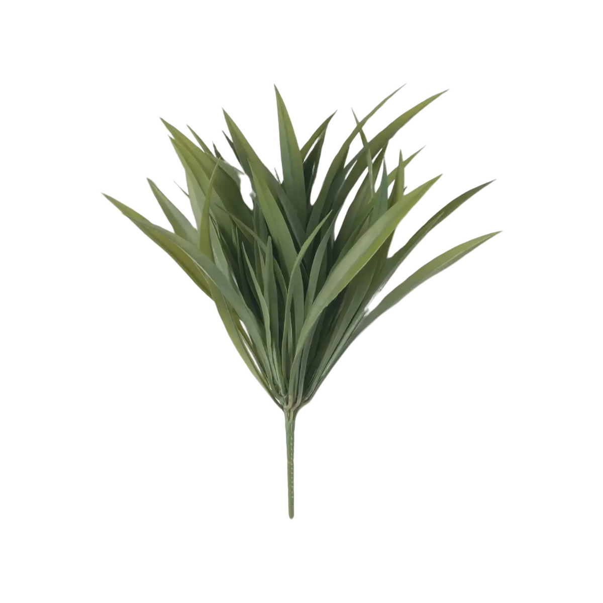 Yucca Bush