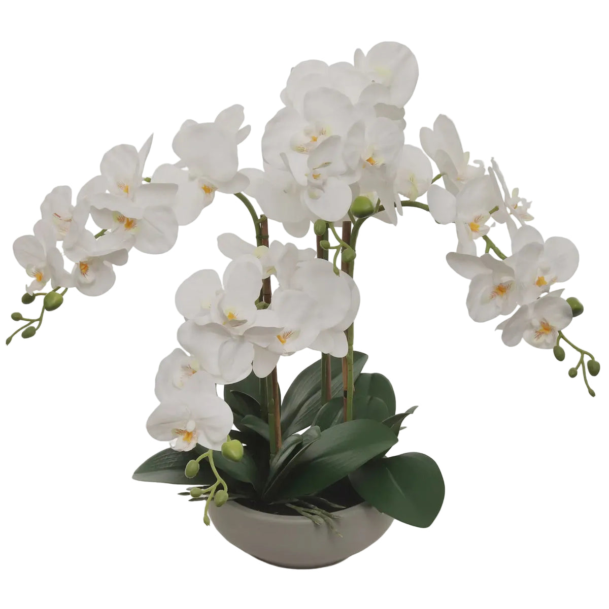 20" White Phalaenopsis Orchid Flowers in Round Grey Pot