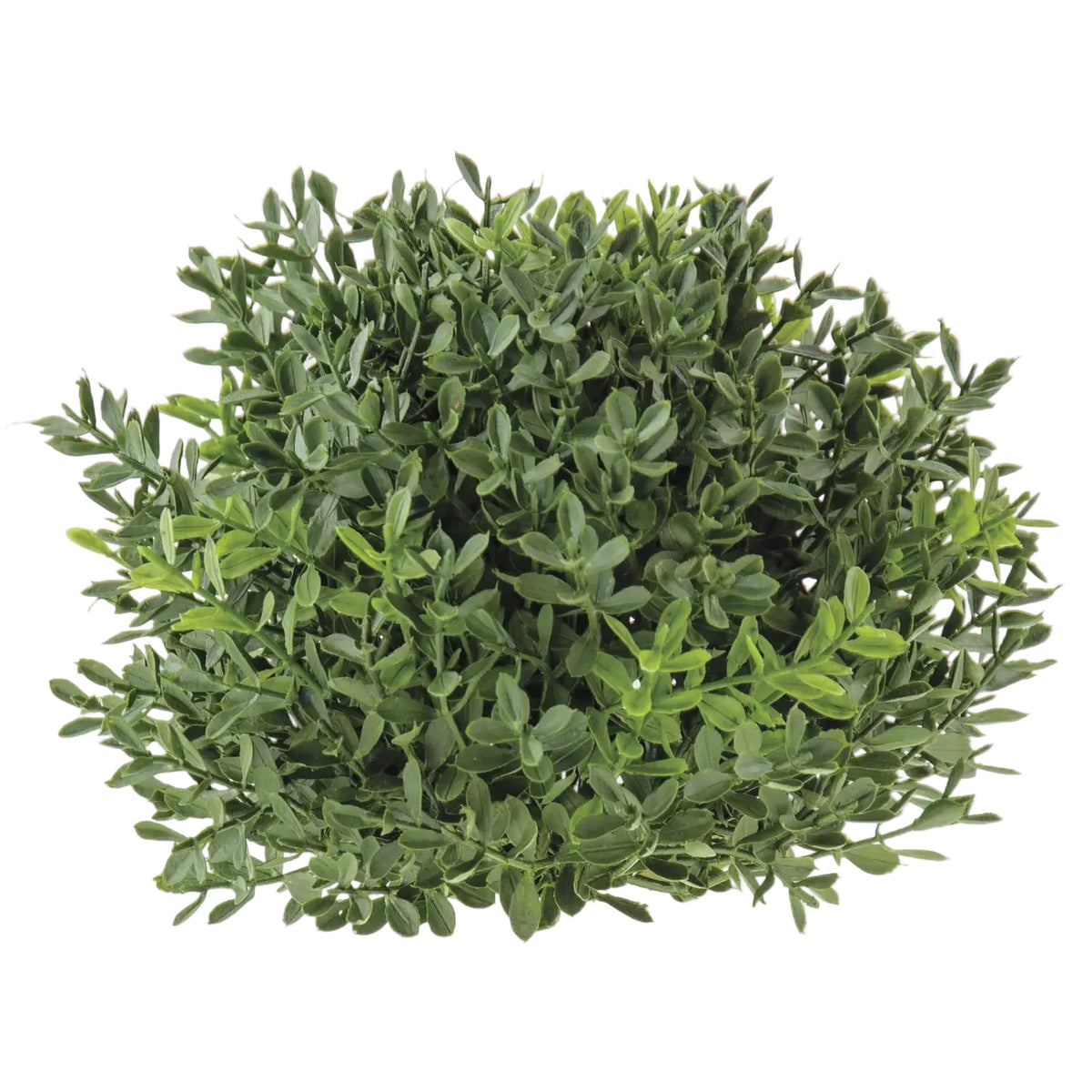 New England Boxwood Half Sphere – 7"