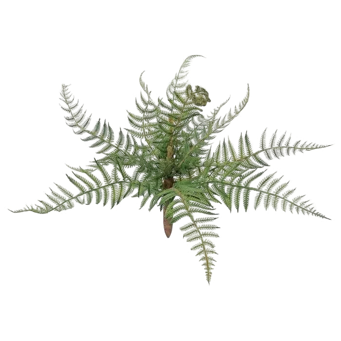 Forest Fern