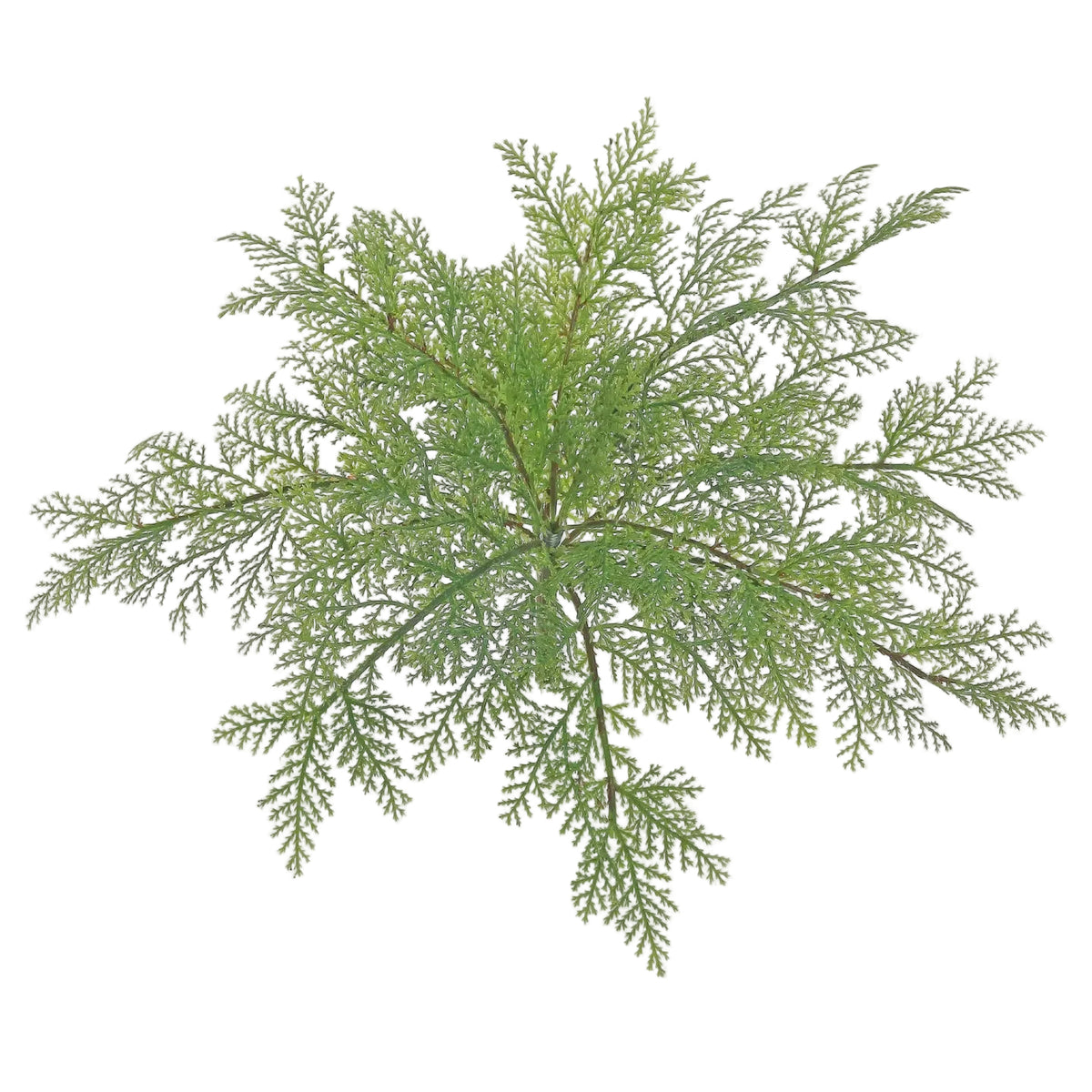Coral Fern Bush