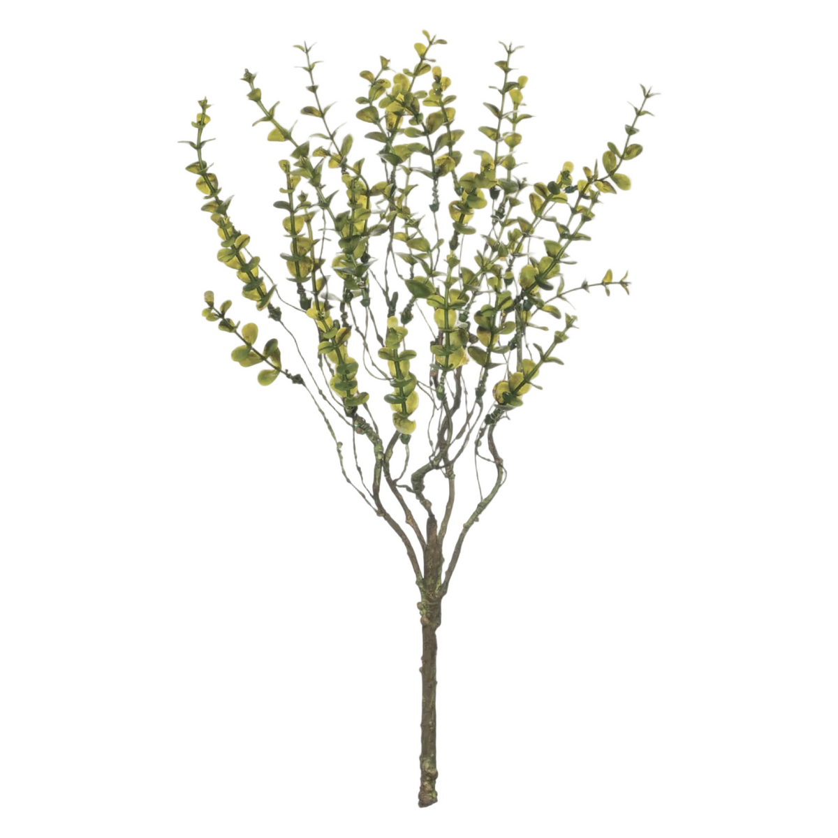 Leaves Bush