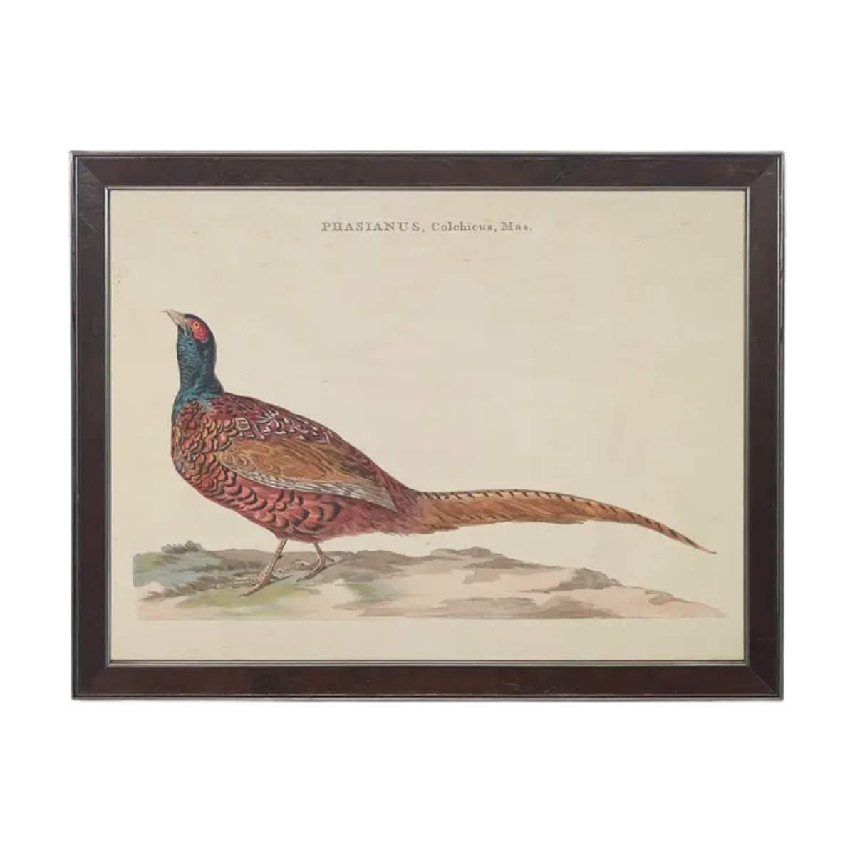 10" x 8" Framed Vintage Male Pheasant Bookplate on Distressed Background