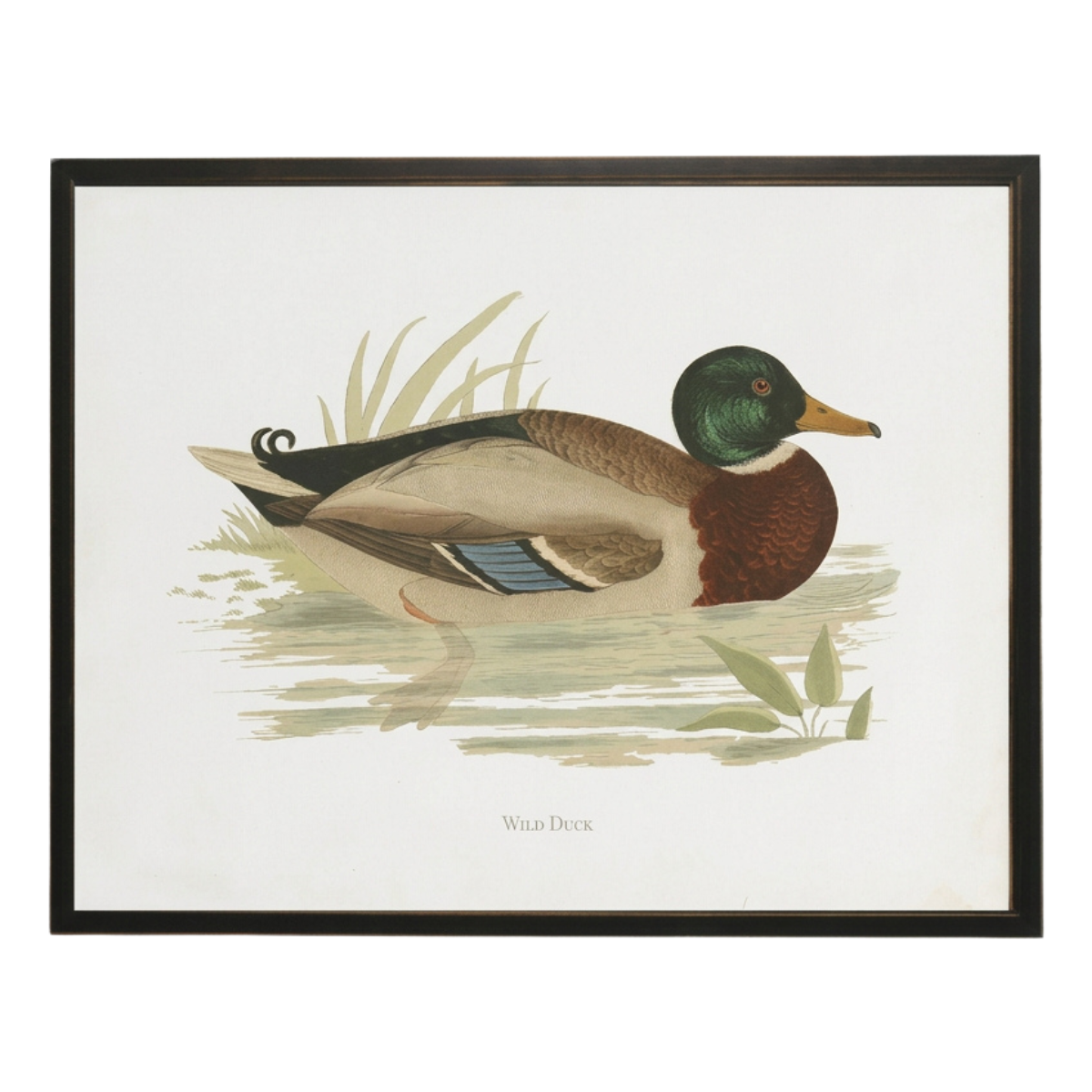 10" x 8" Framed Wild Duck Bookplate Print
